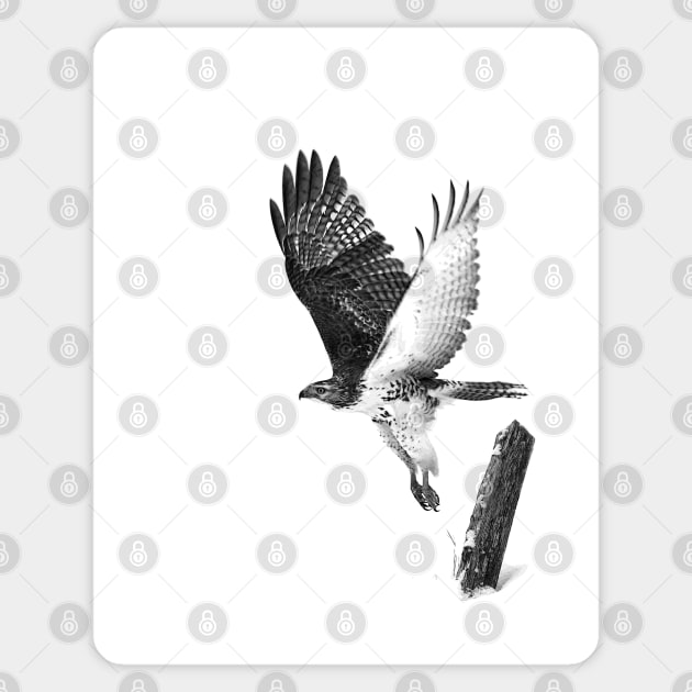 Red-tailed Hawk - B&W Sticker by Jim Cumming